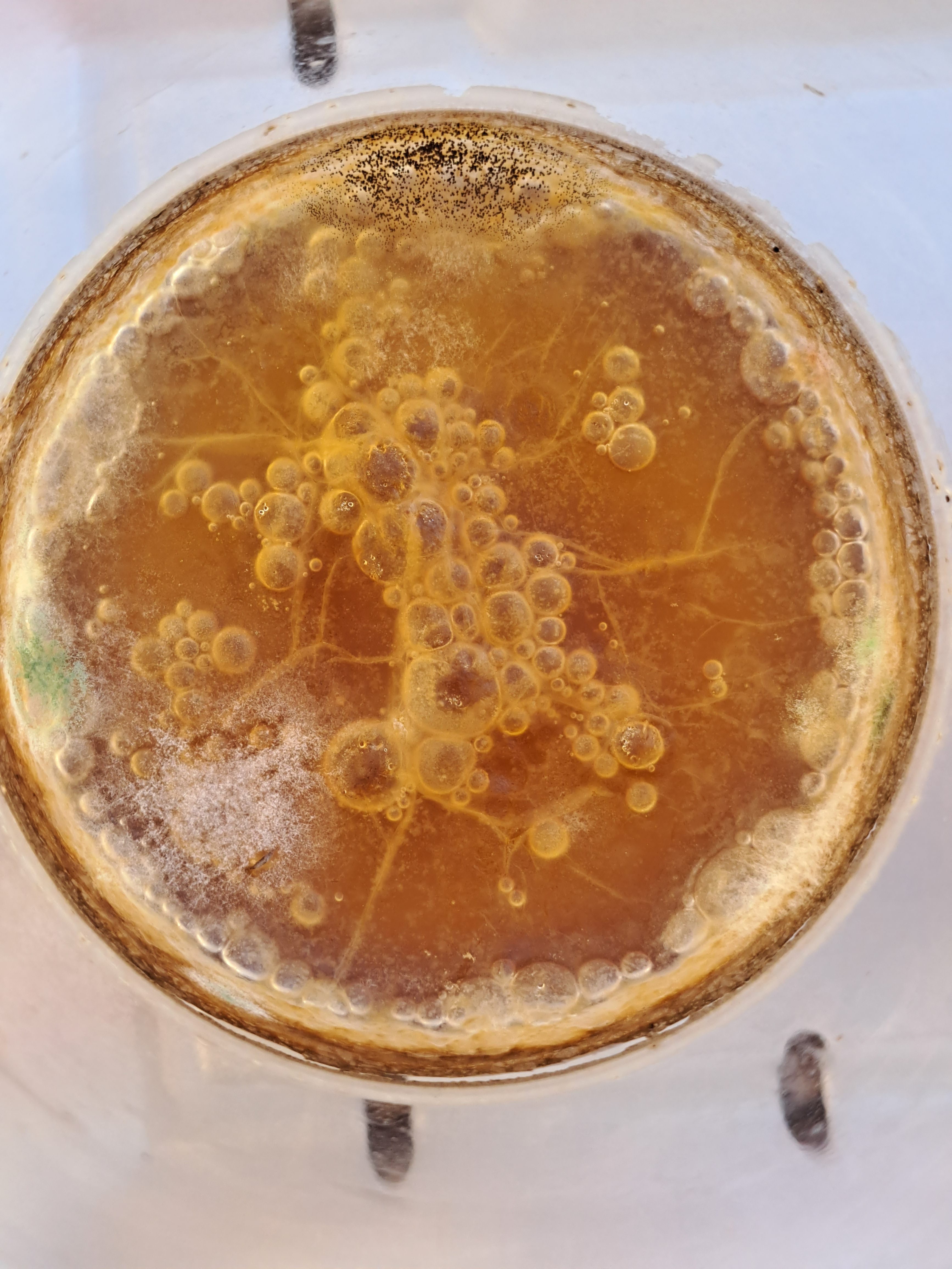 Can Herbal/Spice Drinks Go Bad? The Restaurant Life